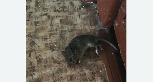Дезинфекция от мышей в Санкт-Петербурге